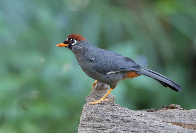 Garrulax canorus очковая кустарница