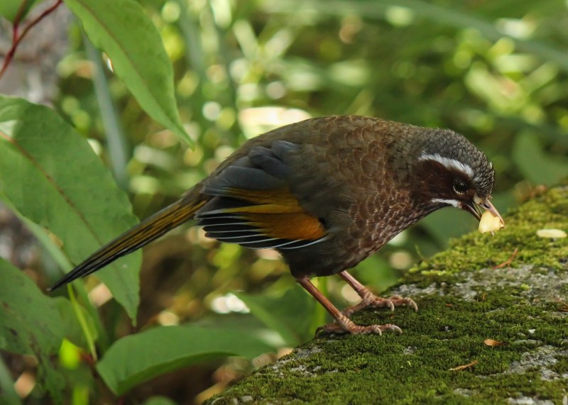 Garrulax morrisonianus