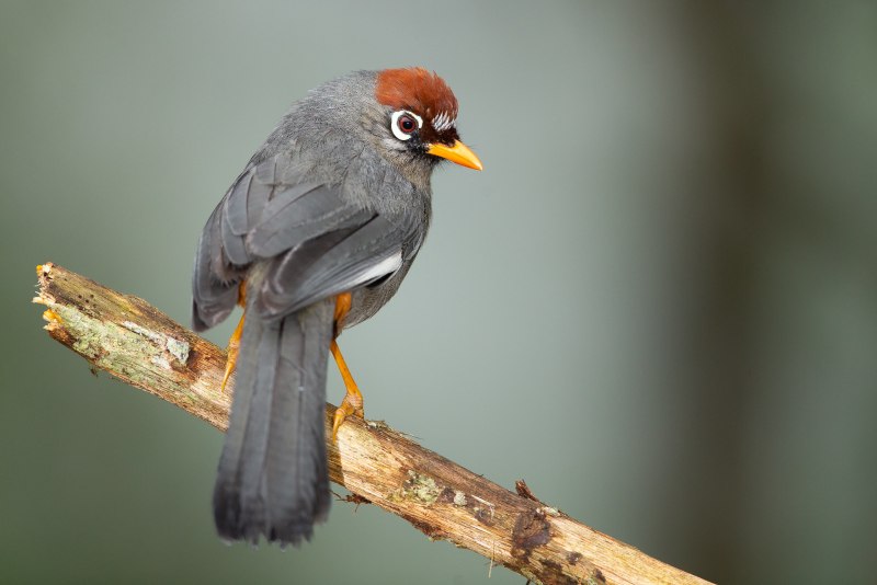 Garrulax mitratus