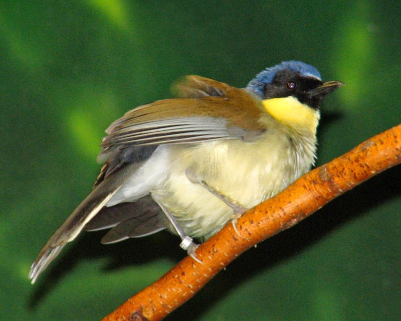 Garrulax morrisonianus