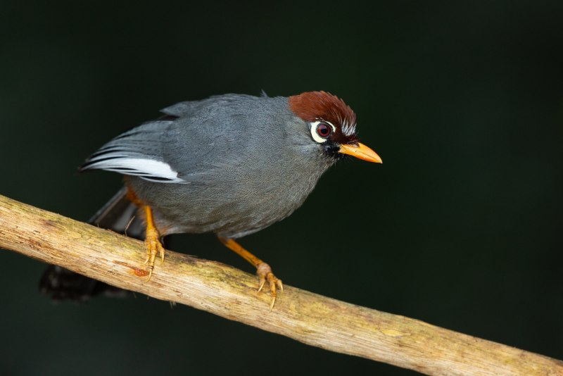 Garrulax canorus очковая кустарница