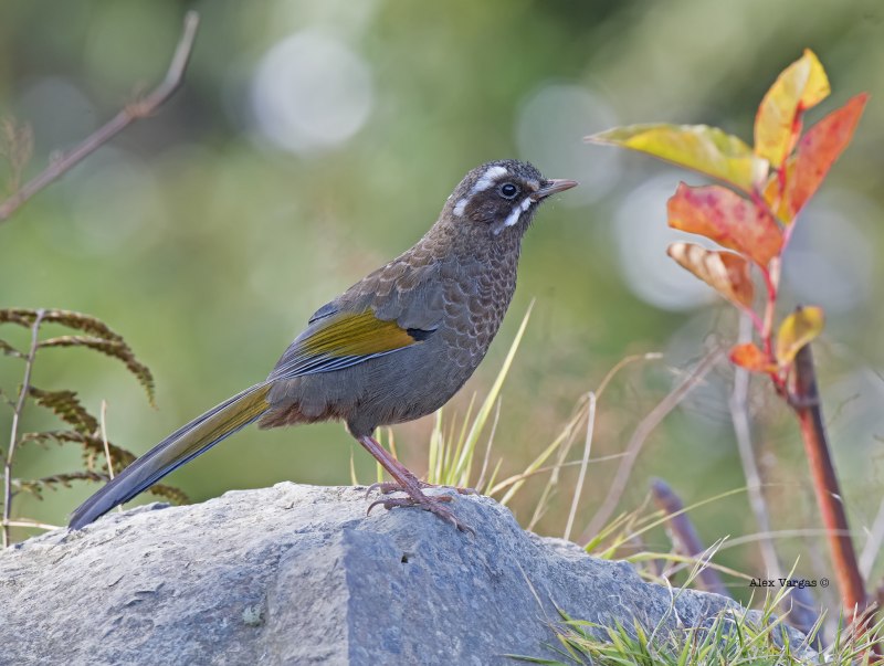 Garrulax morrisonianus