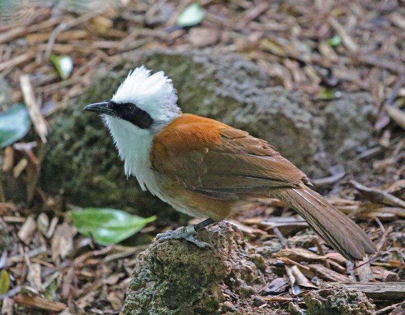 Garrulax morrisonianus