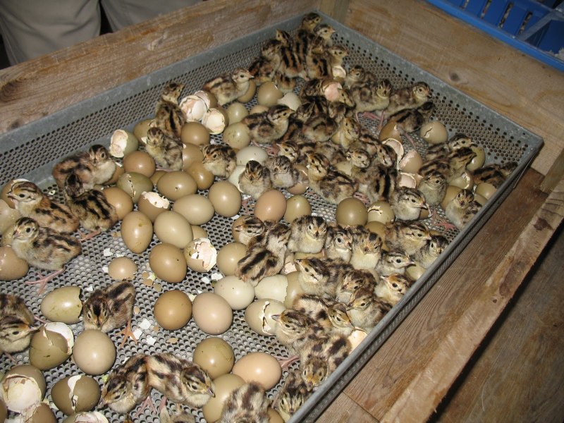 Породы кур наседок