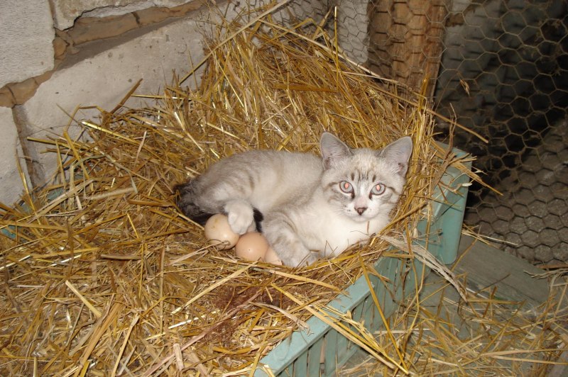Яйцо которое сидело на стене