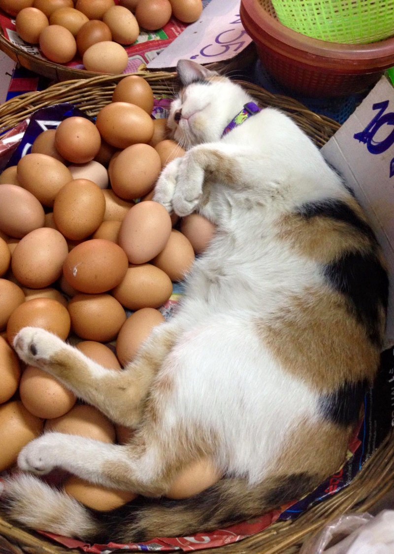 Обезьяна лежит