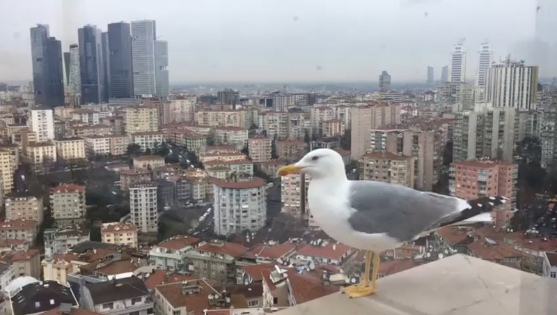 Парень прыгнул с крыши