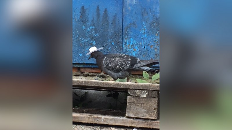 Голубь за окном