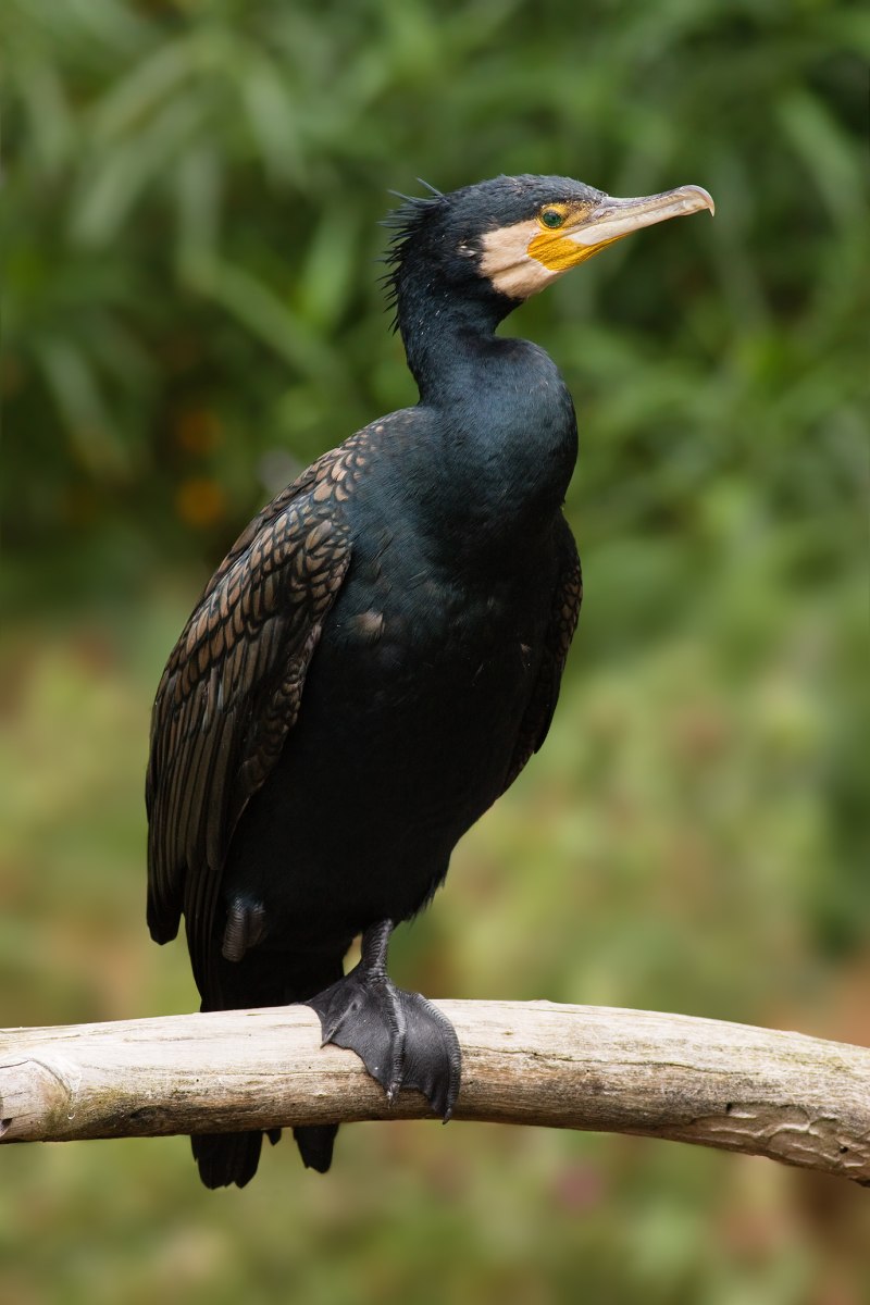 Phalacrocorax Carbo