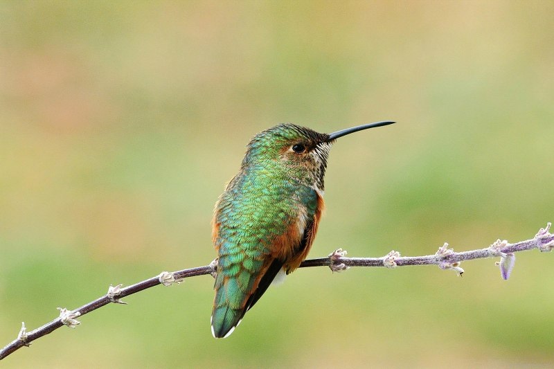 Колибри trochilidae