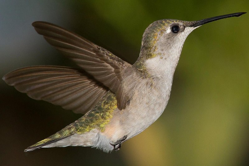 Hummingbird птица