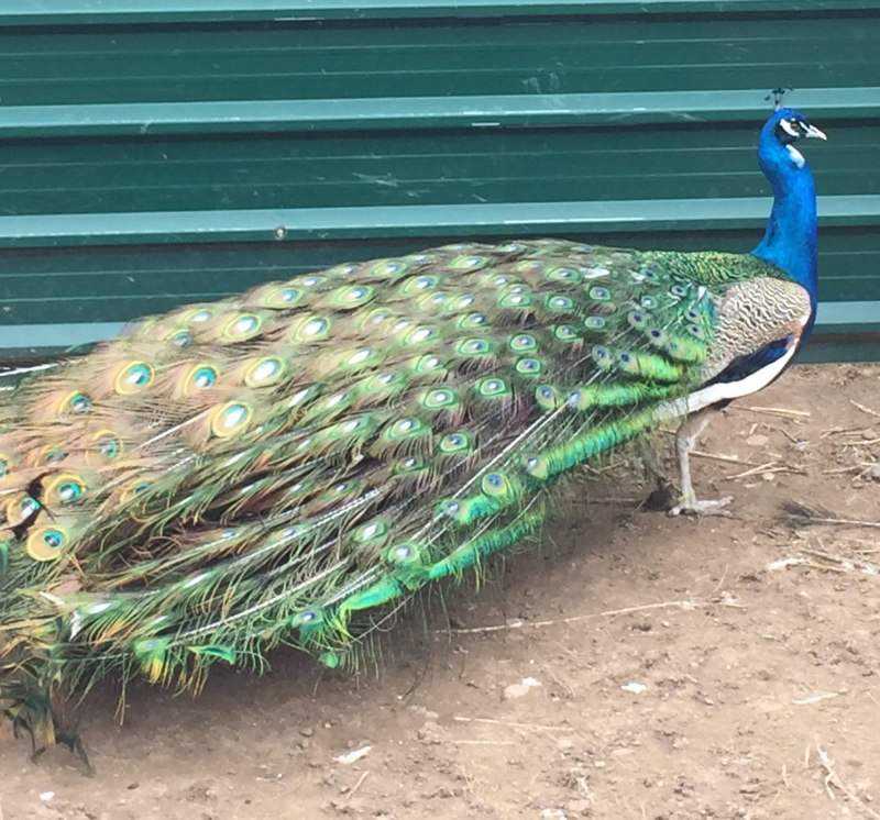 Peacock цвет
