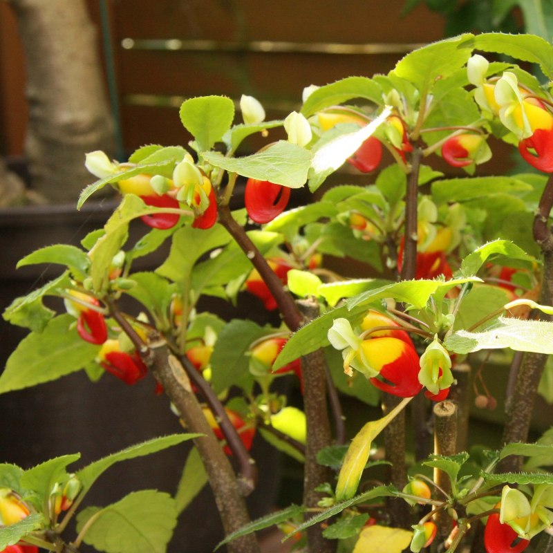 Бальзамин Impatiens niamniamensis