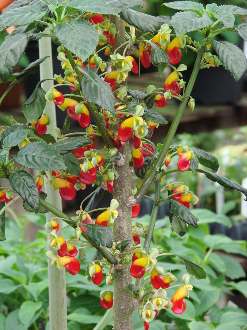 Impatiens niamniamensis