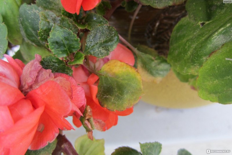 Бальзамин Петерса (Impatiens petersiana)