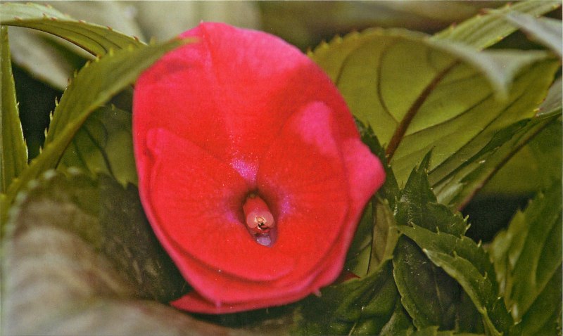 Impatiens SUNPATIENS Compact Coral Pink