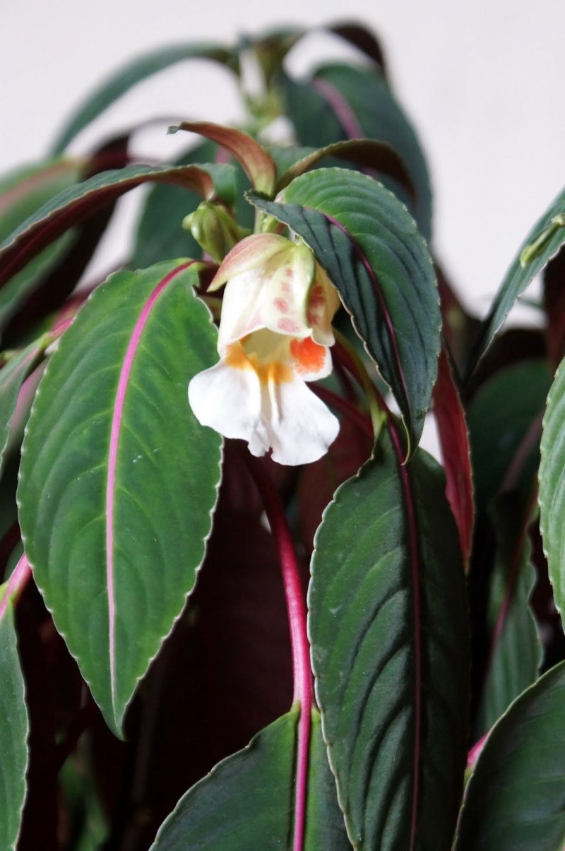 Impatiens kerriae