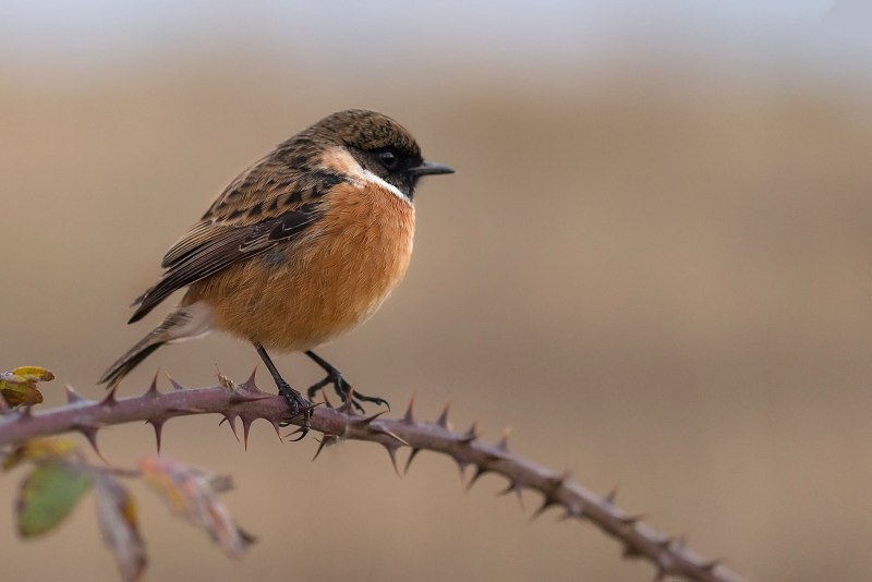 Erithacus rubecula Малиновка