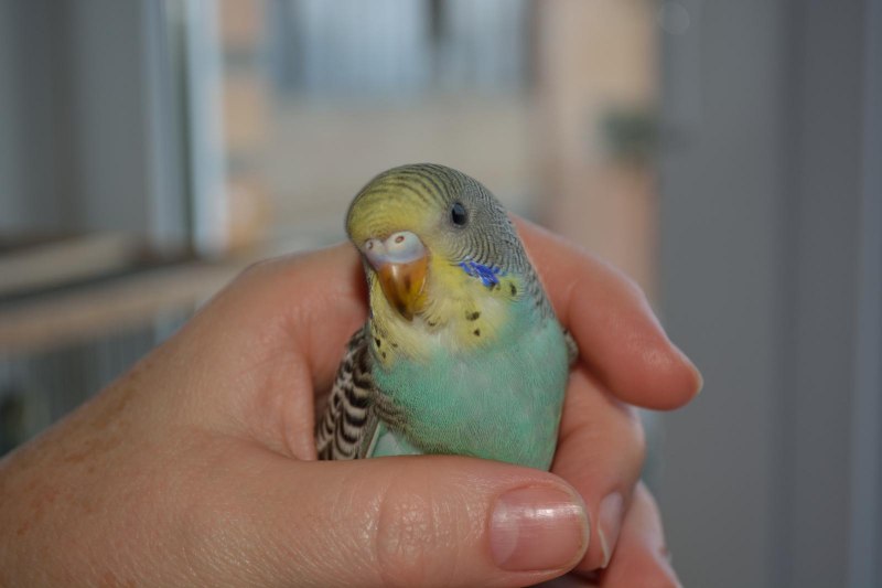 Волнистый попугай мальчик или девочка (71 фото)