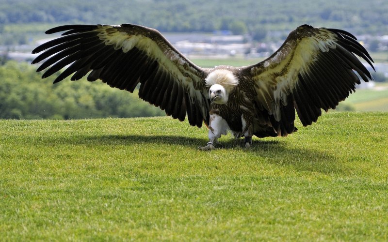 Самая большая птица в мире летающая (59 фото)