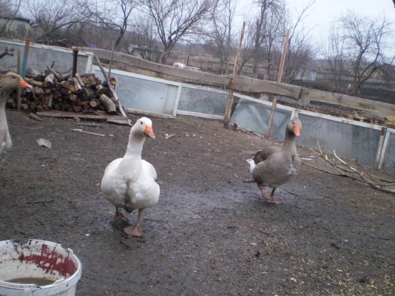 Разведение гусей в домашних