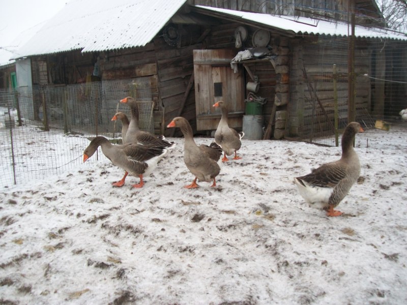 Зима птицы домашние