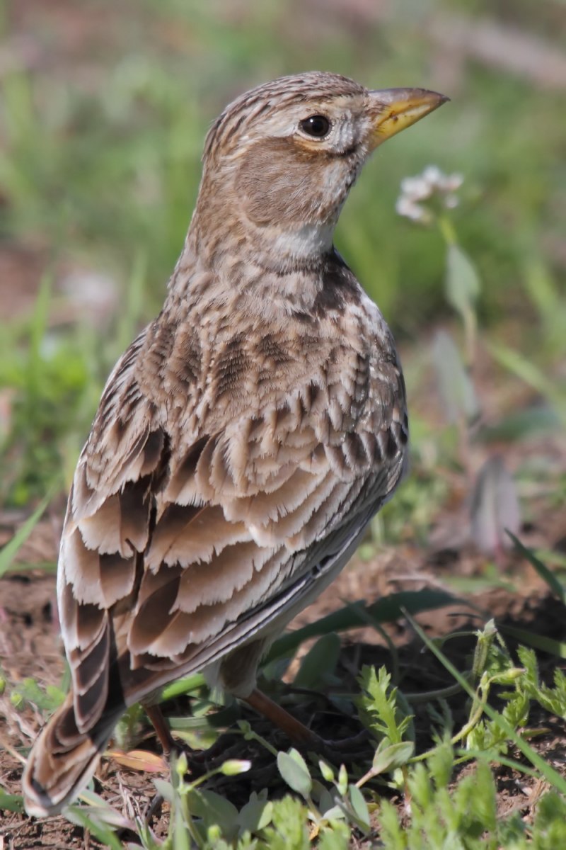 Blackbird female