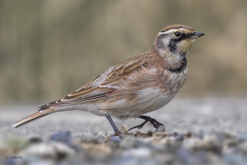 Dinicu the Skylark