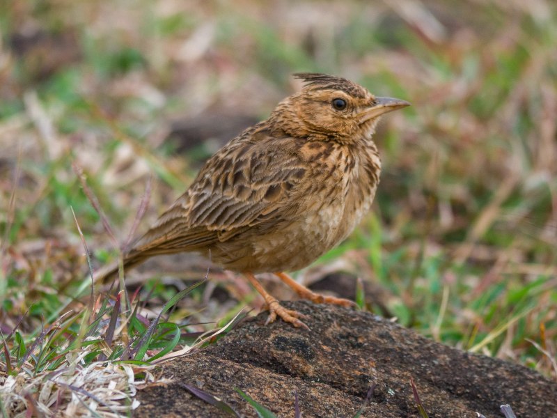 Galerida cristata
