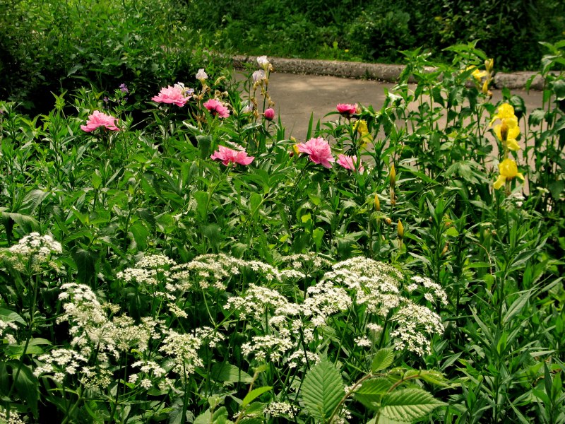 Сныть (Aegopodium podagraria)