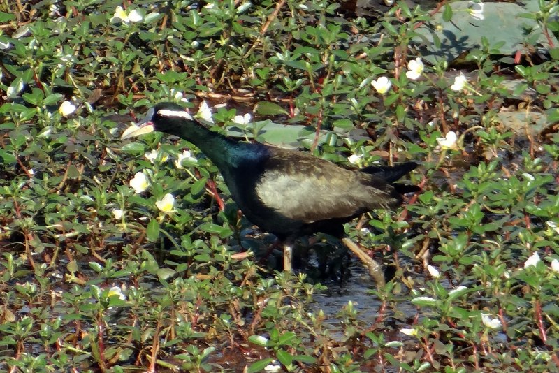 Metopidius indicus