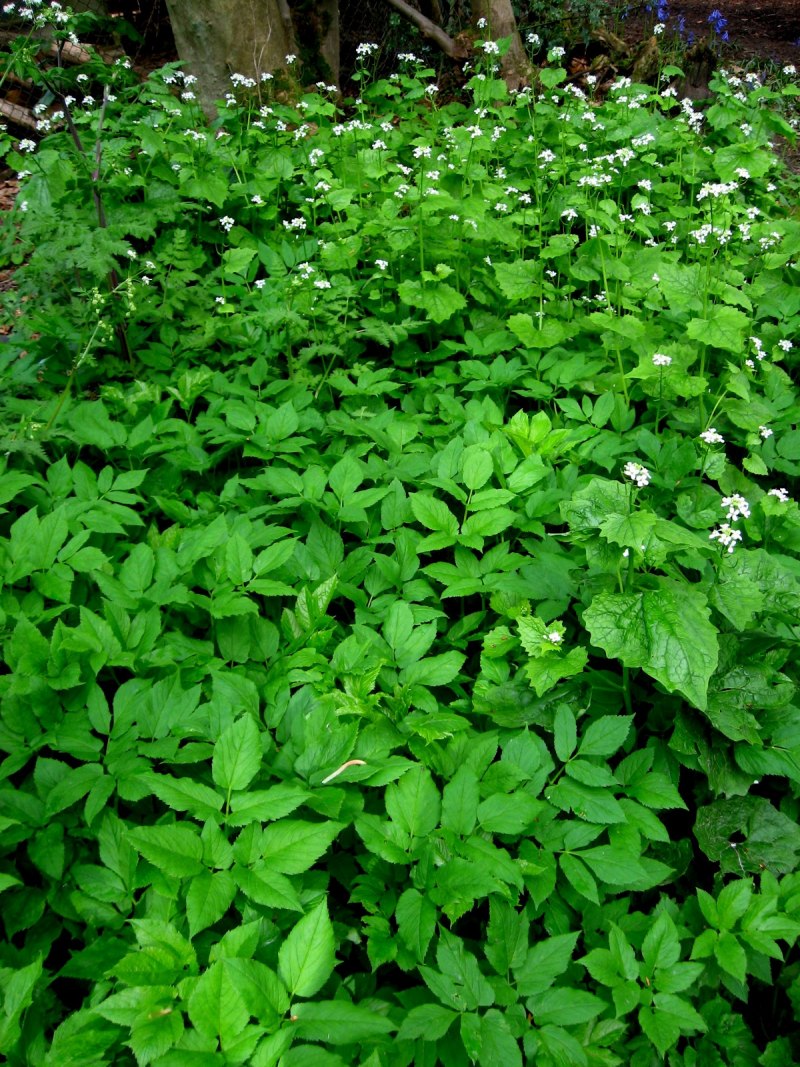 Sambucus javanica