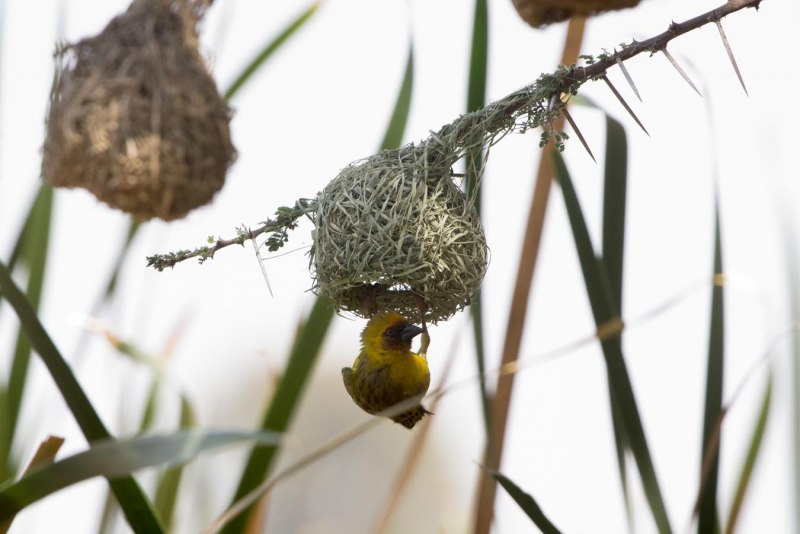 Philetairus Socius
