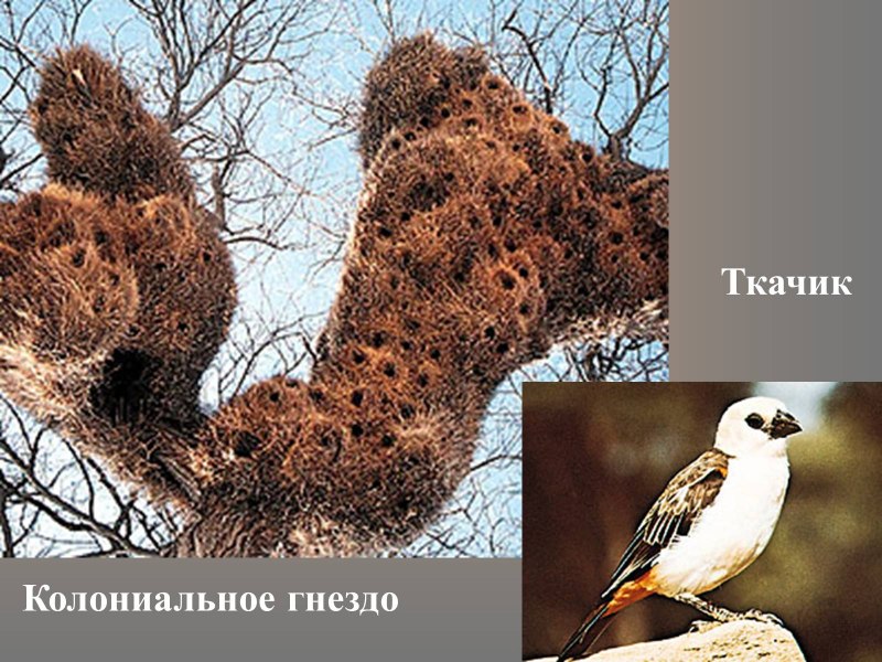 Африканские ткачики постройки