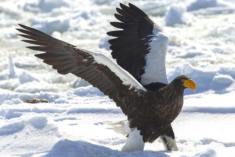 Орлан белоплечий Тихоокеанский (Haliaeetus pelagicus)