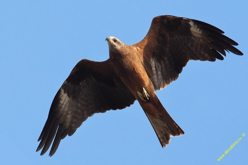 Черный Коршун Milvus Migrans