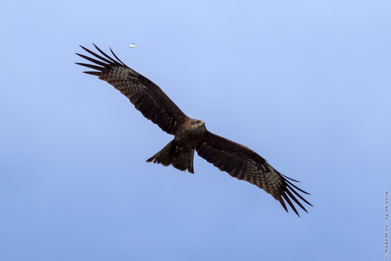 Black Kite Milvus Migrans