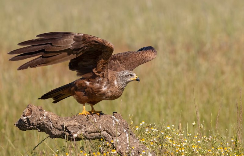 Черный Коршун Milvus Migrans