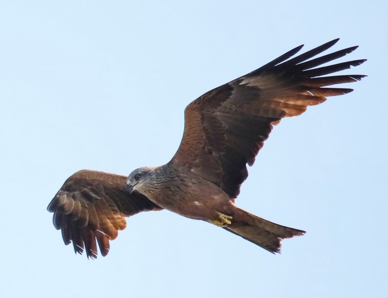 Черный Коршун Milvus Migrans