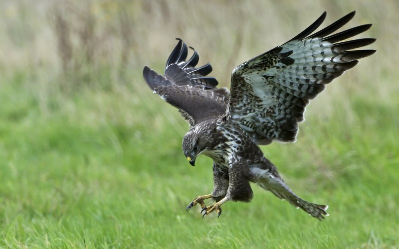 Черный Коршун Milvus Migrans