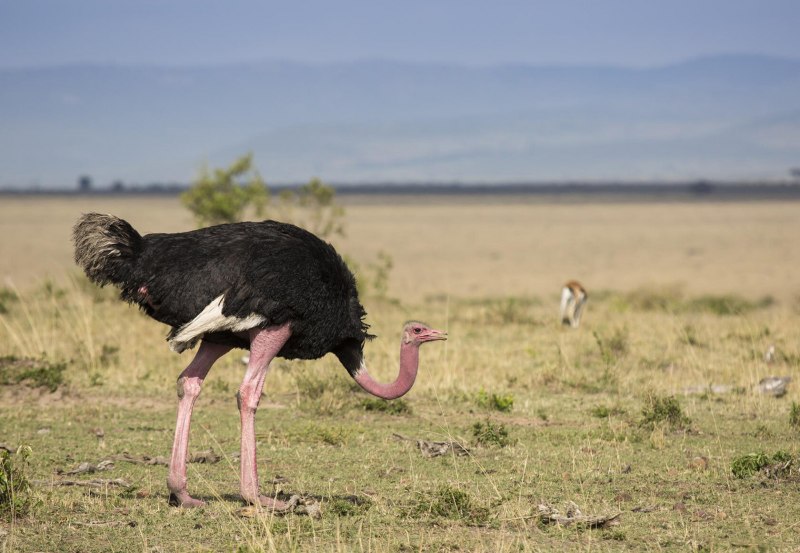 Struthio Camelus Camelus