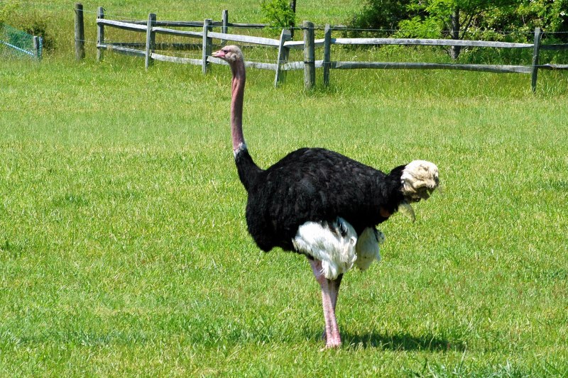 Struthio Camelus