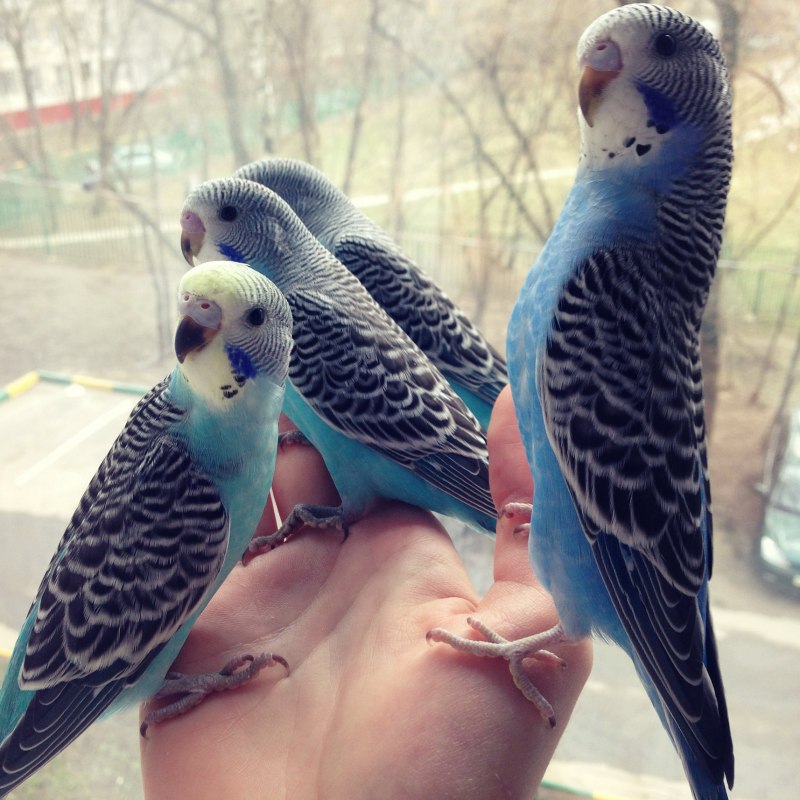 Поцелуй с попугаем