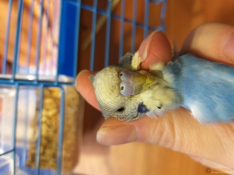 Линька у попугаев