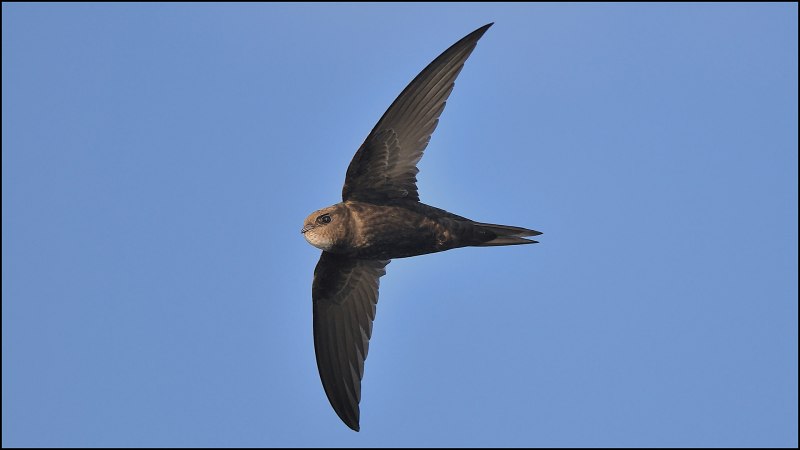 White-Rumped Swift