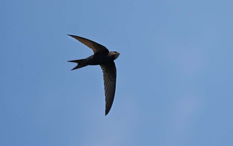 Black Swift