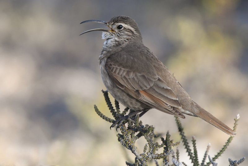 Moho braccatus