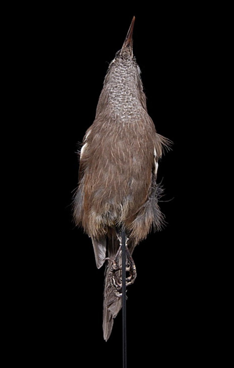 Корень птица,птиц,птичий