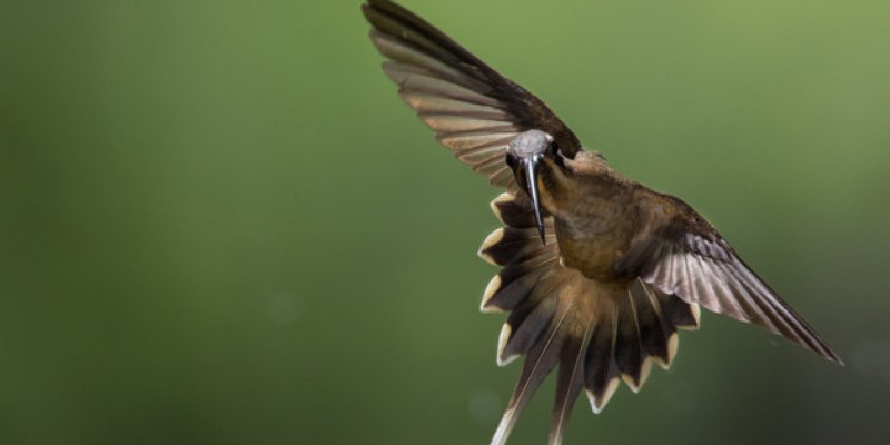 Язь (Leuciscus idus)