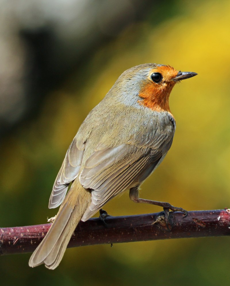 Robin Redbreast птица